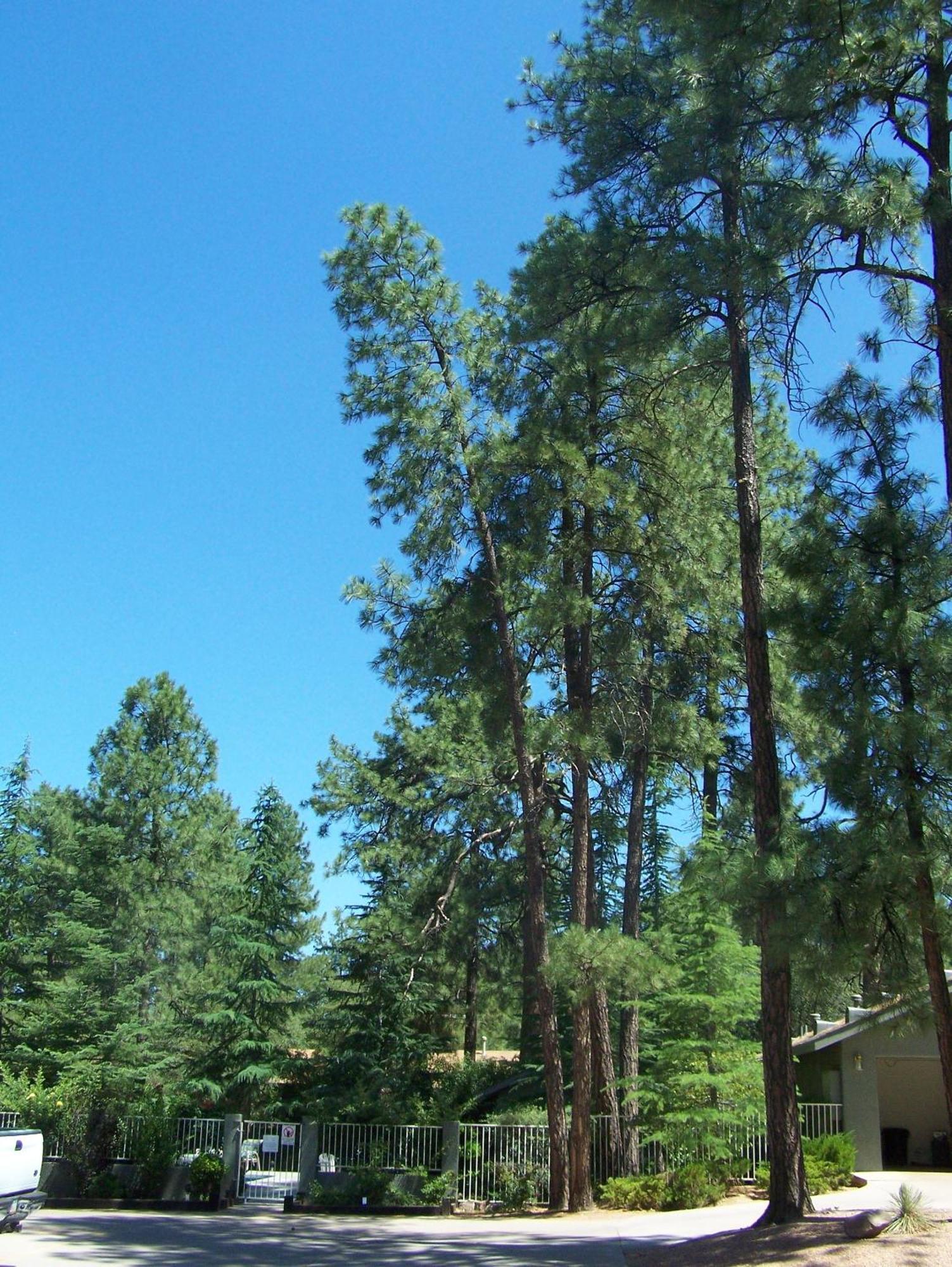 Majestic Mountain Inn Payson Luaran gambar